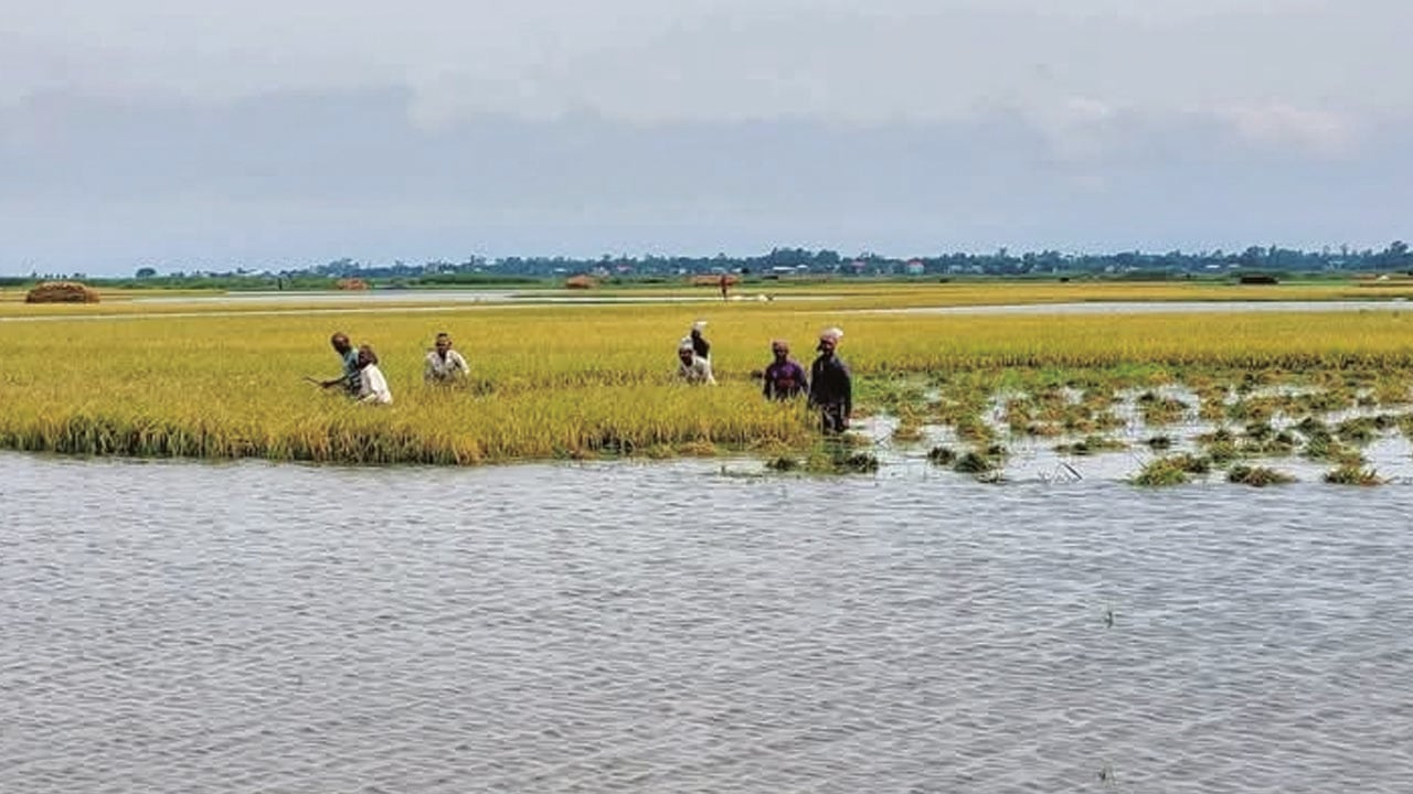 হাওরে নতুন করে তলিয়েছে আড়াই হাজার হেক্টর জমির ধান