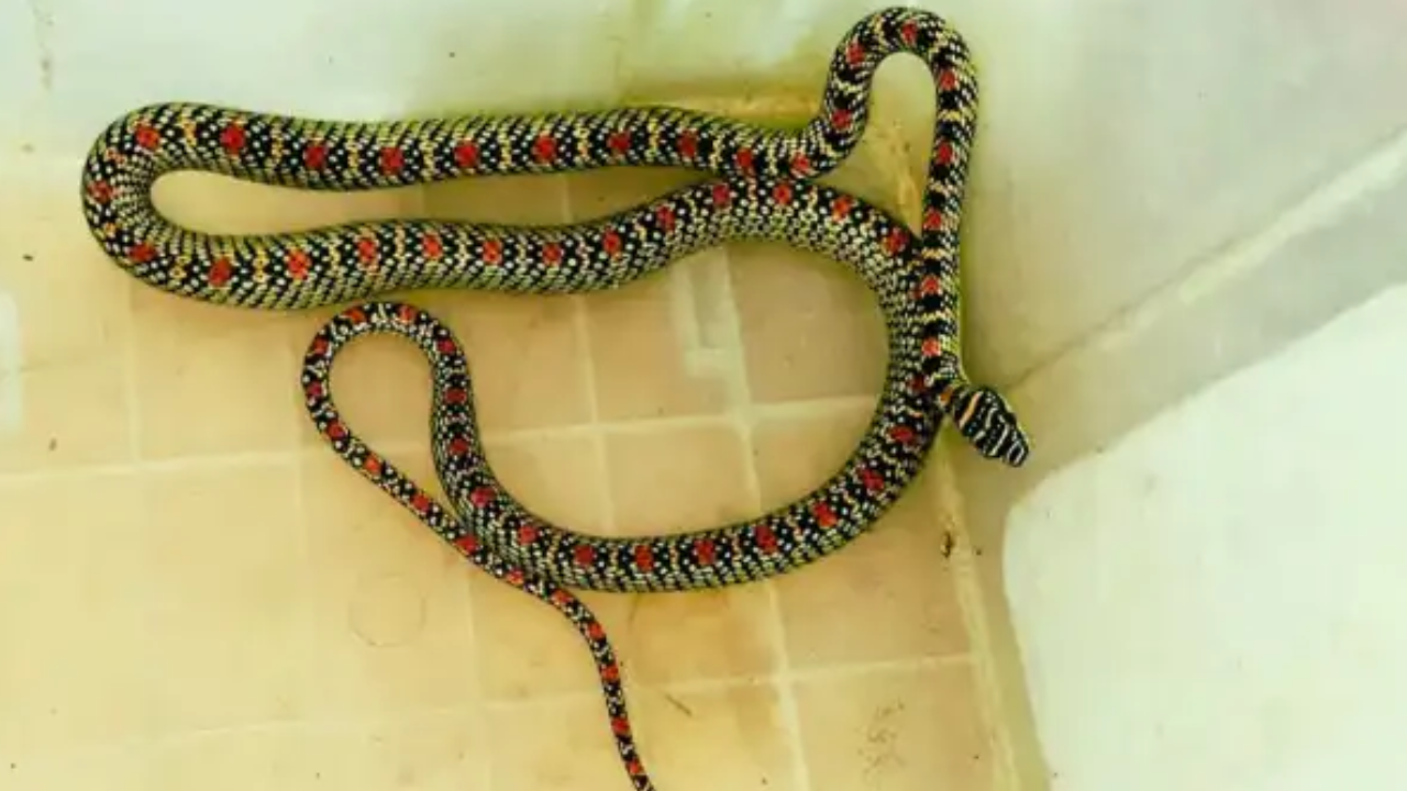হাসপাতালের কোয়ার্টার থেকে বিরল ‘কালনাগিনী’ উদ্ধার