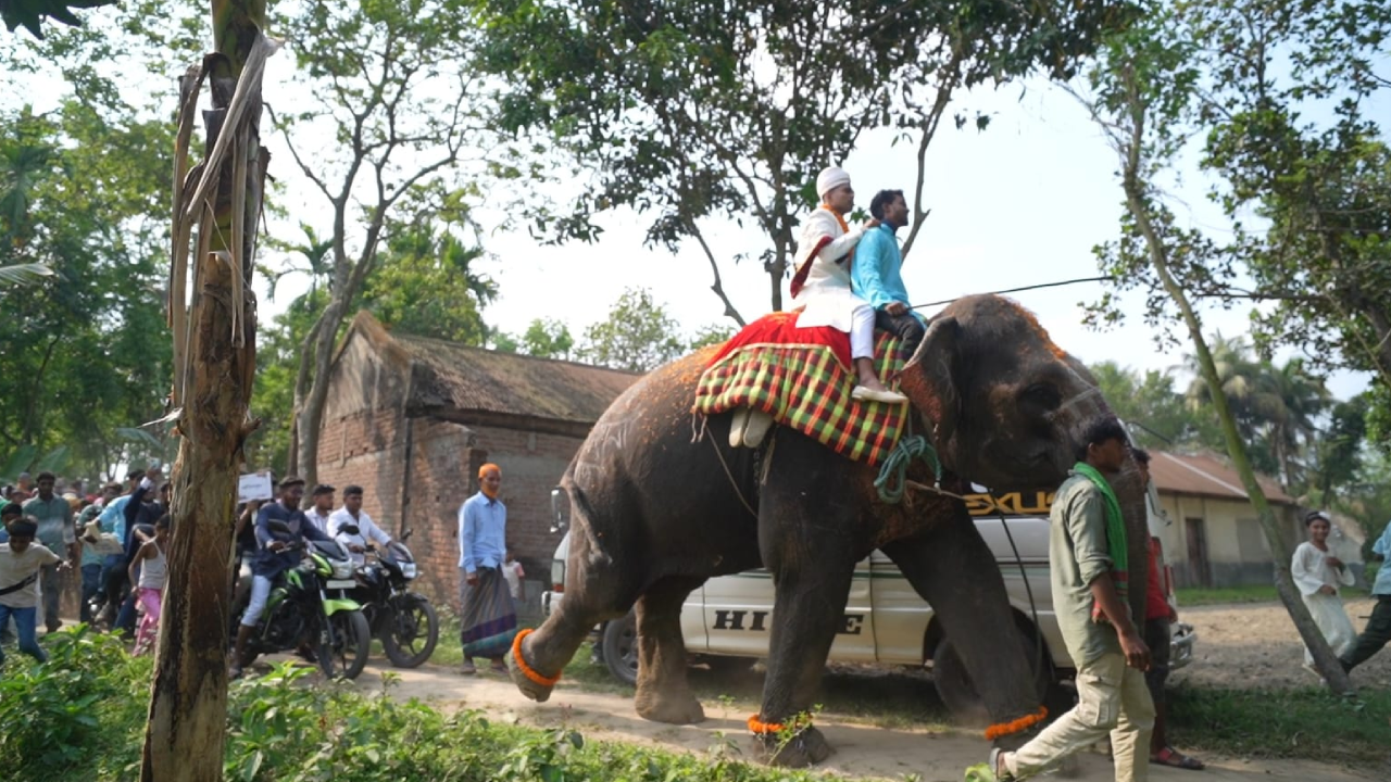 হাতির পিঠে বর ২