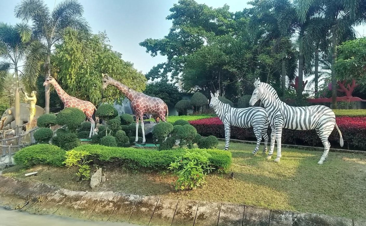 জেব্রা