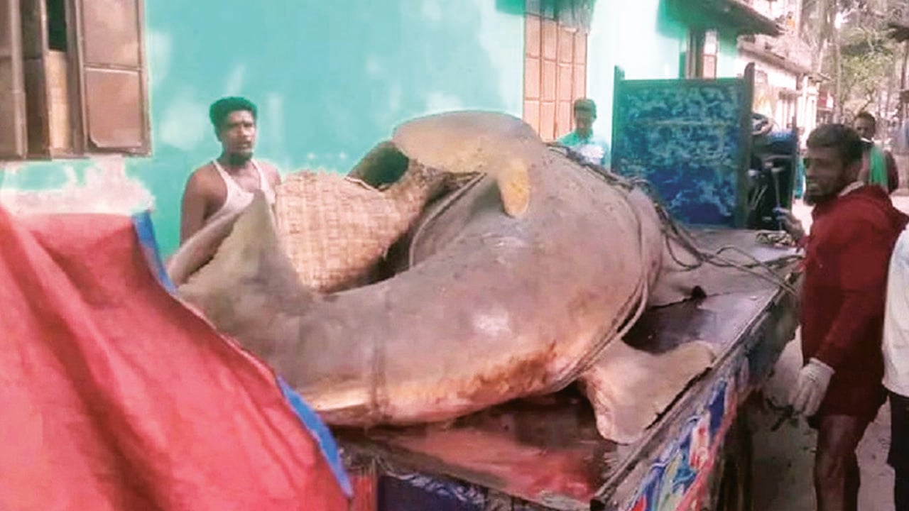 সাগরে ধরা পড়ল ২৫ মণের করাতি মাছ