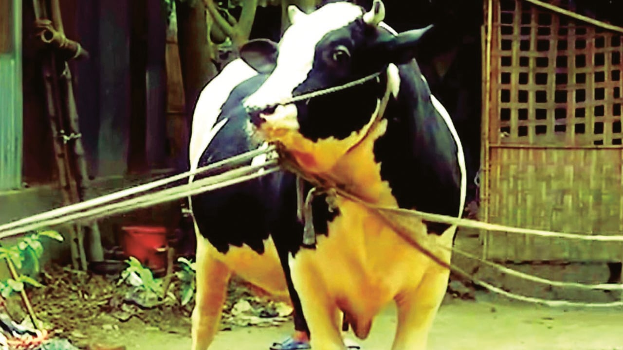 জামালপুরে জামালই সেরা