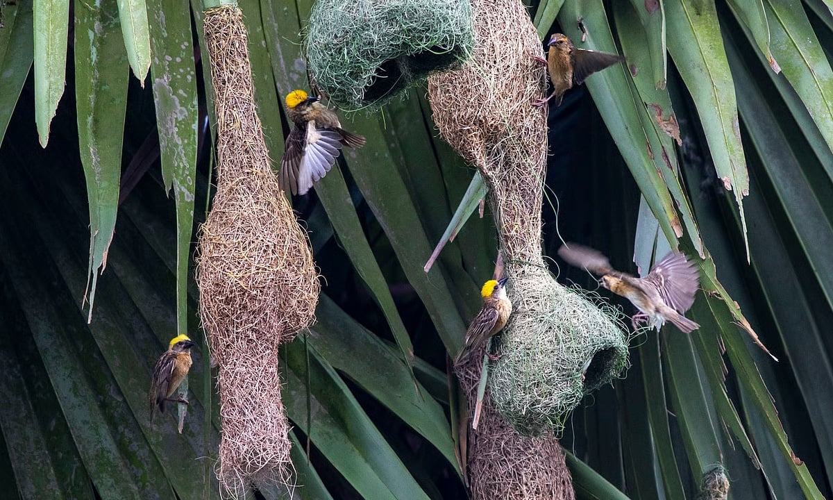 কীভাবে বাসা নির্বাচন করে পাখিরা