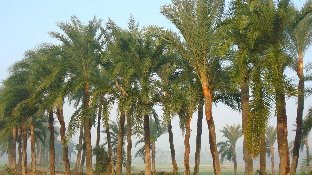 খেজুর গাছ
