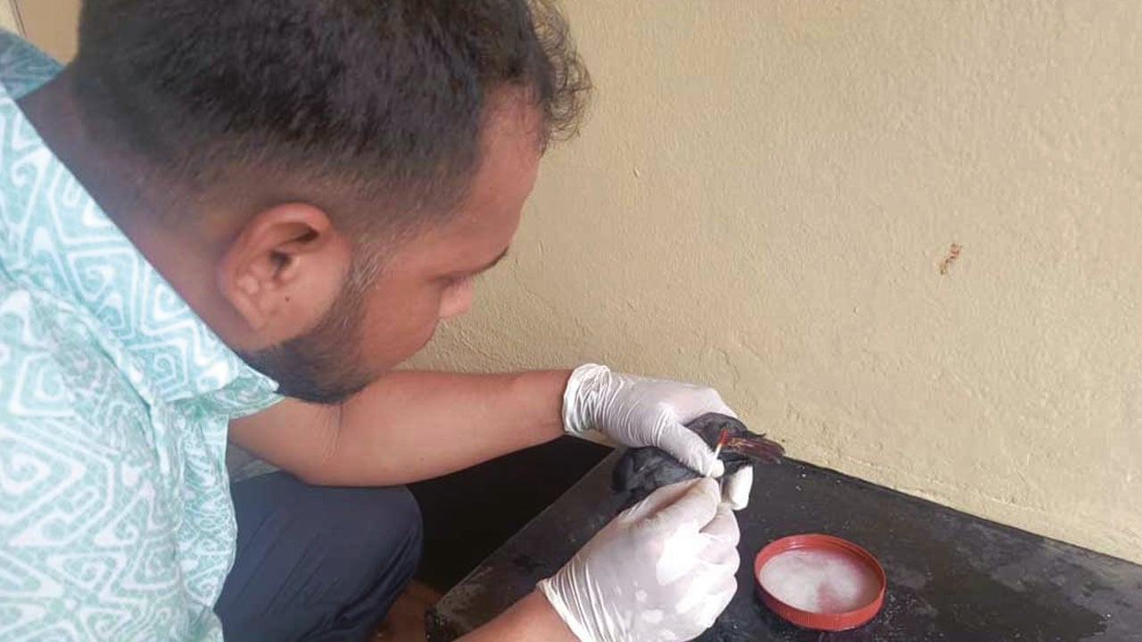 কাককে চিকিৎসা দিয়ে প্রশংসায় ভাসছেন চিকিৎসকরা
