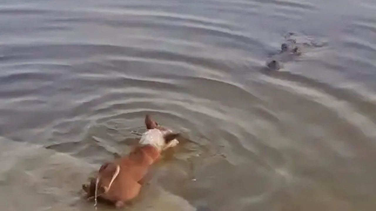 কুকুরটিকে ইচ্ছাকৃতভাবে কুমিরের মুখে দেওয়া হয়নি: তদন্ত কমিটি