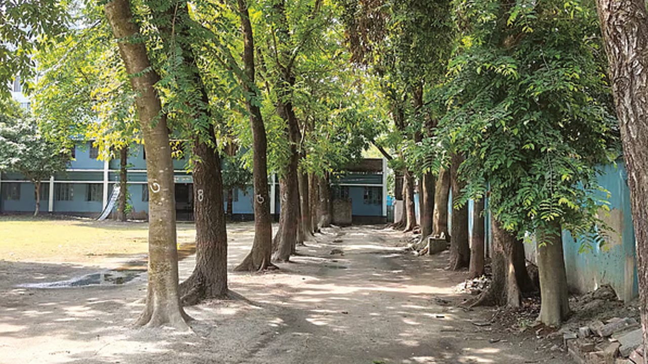 রাজশাহী গার্হস্থ্য অর্থনীতি কলেজের ২৫ গাছ নামমাত্র মূল্যে বিক্রি