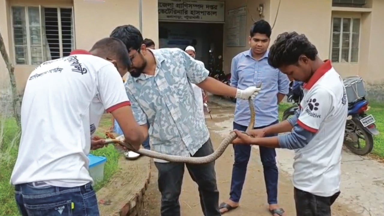 কলাপাড়ায় দাঁড়াশ ও কালনাগিনী সাপ উদ্ধার