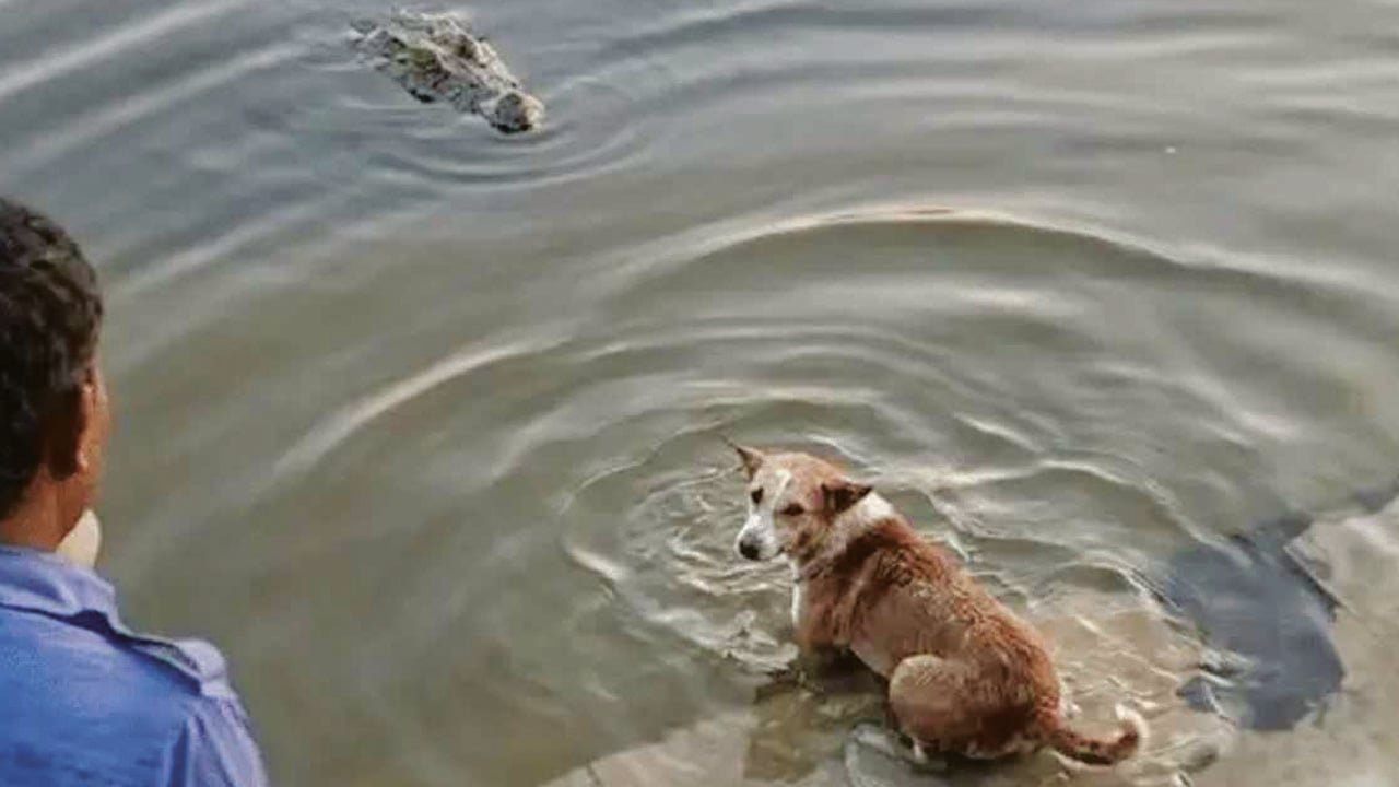 কুমিরের কুকুর ধরার ভিডিও ভাইরাল, আসলে যা ঘটেছিল