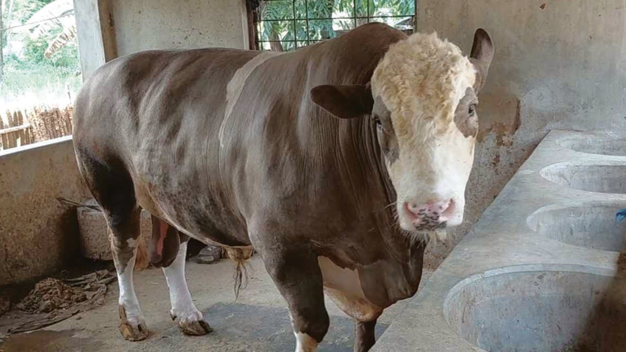 কোরবানির হাট কাঁপাবে ‘নেইমার’
