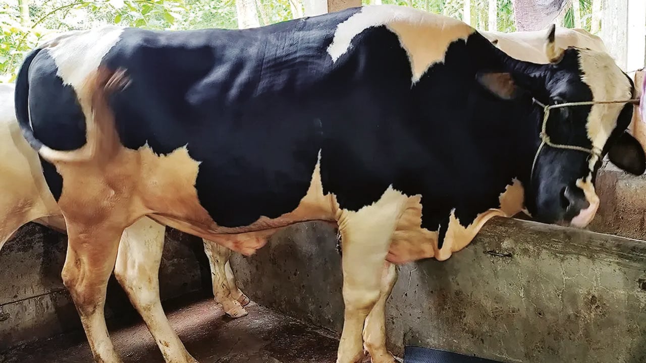 কুরবানির হাট মাতাবে ‘কালাচান’