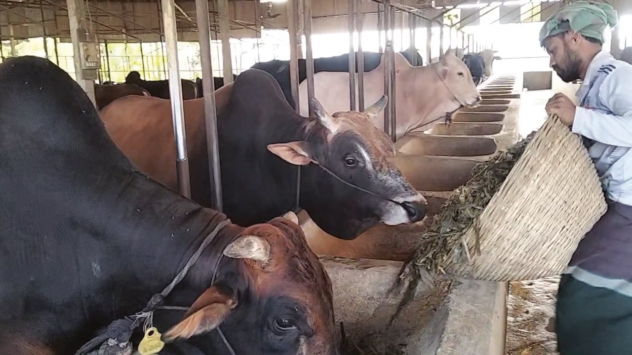 কোরবানির জন্য প্রস্তুত ১ লাখ ৯২ হাজার গবাদিপশু