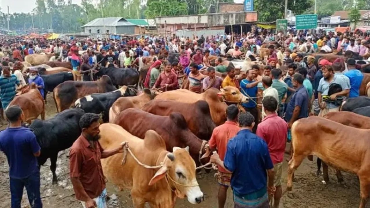 কোরবানিতে দেশি গরুই ভরসা