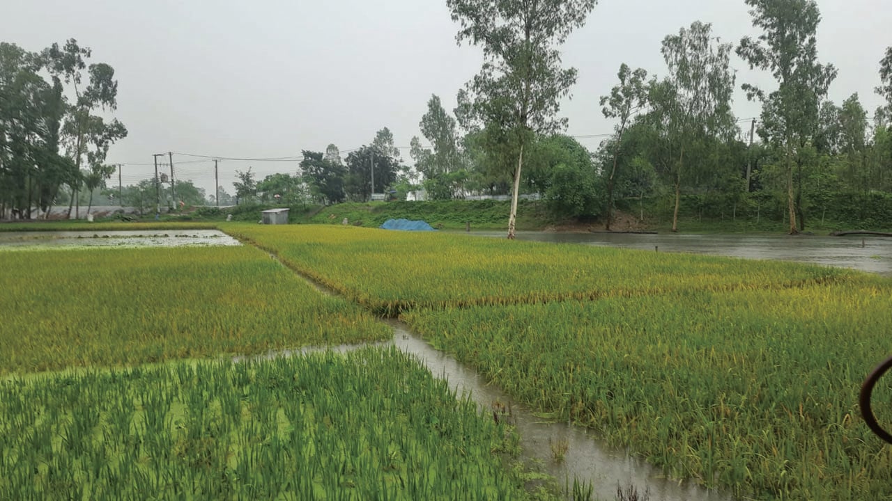 কুড়িগ্রামে একদিনে ১৮৪ মিলিমিটার রেকর্ড বৃষ্টিপাত