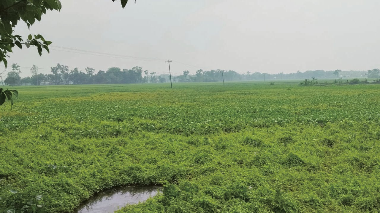 কৃষকের দুঃখ নেত্রকোনার কইজুরি বিল