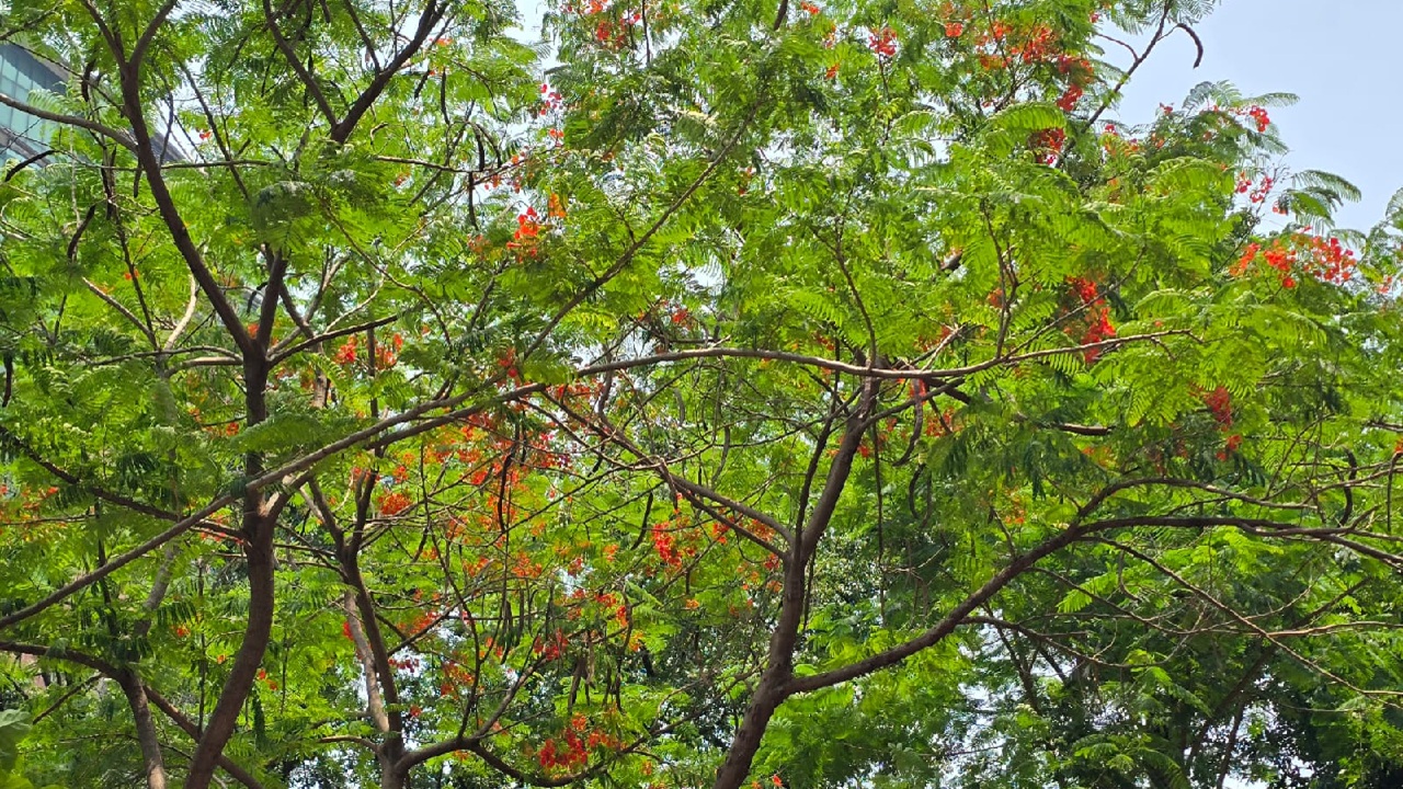 কৃষ্ণচূড়া ফুল তখন সৌন্দর্যের বার্তা নিয়ে এসেছে তিতুমীর কলেজ ক্যাম্পাসে। 2