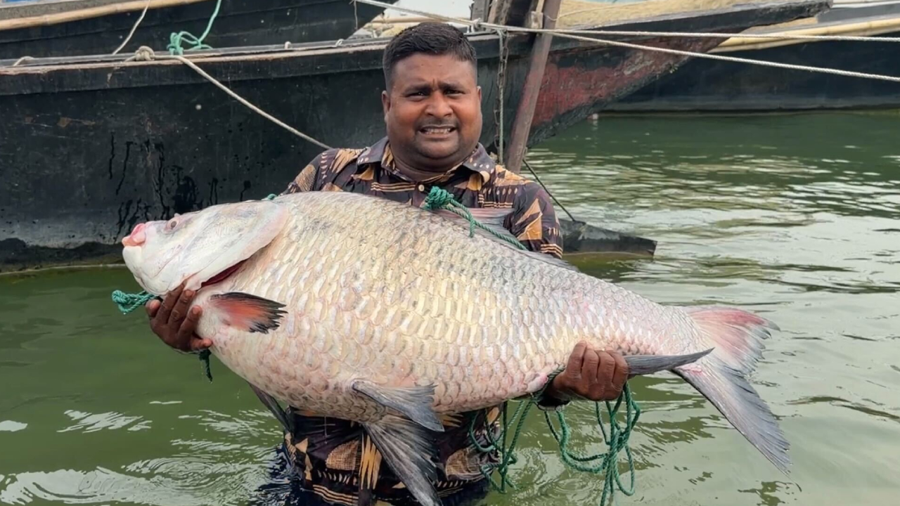 পদ্মার এক কাতল মাছ অর্ধলাখ টাকায় বিক্রি