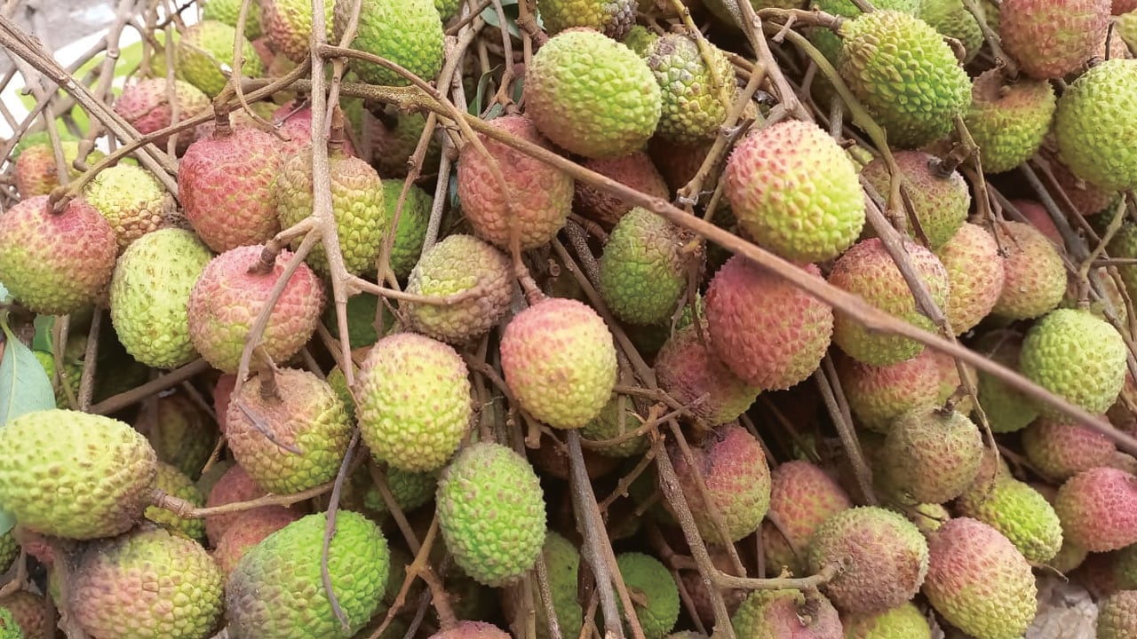 লিচুর বিচি গলায় আটকে শিশুর মৃত্যু