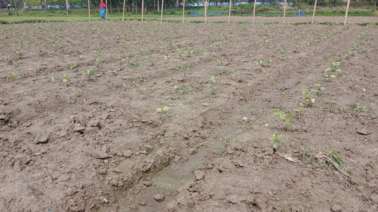 লোডশেডিংয়ে কপাল পুড়ছে কৃষকদের