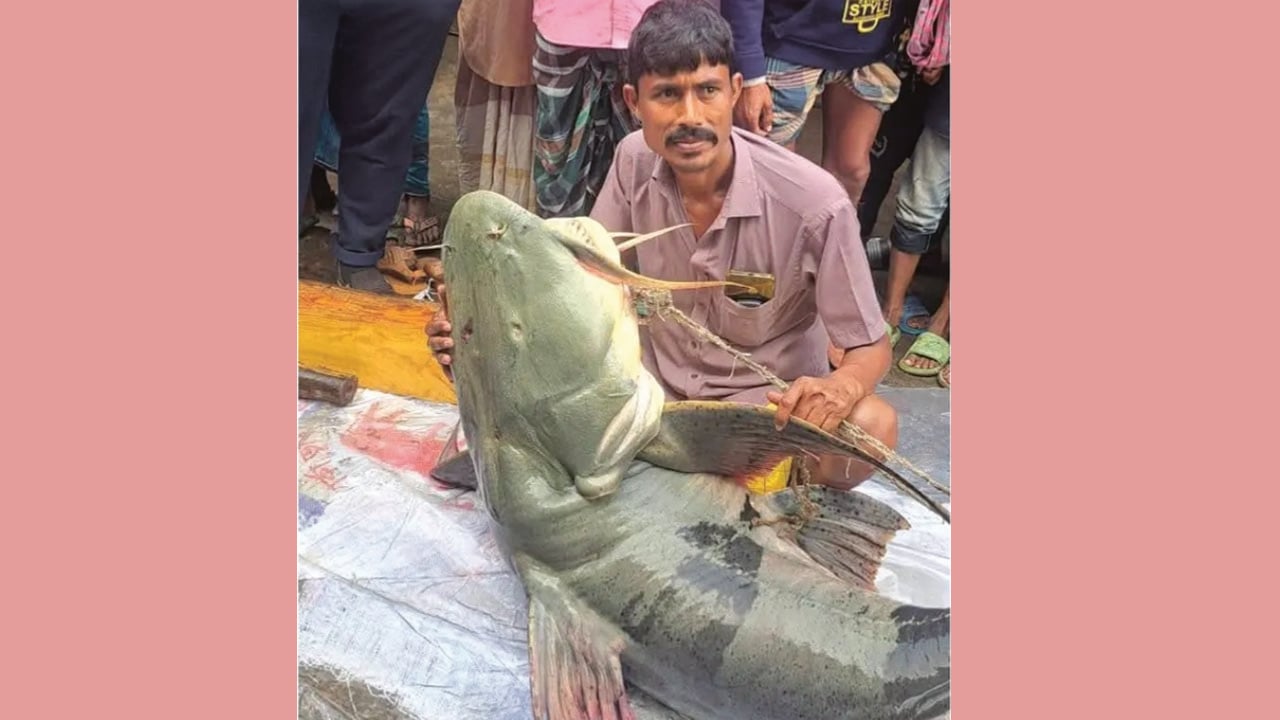 এক বাঘাইর লাখ টাকায় বিক্রি