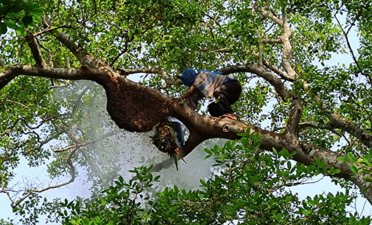 মৌচাক