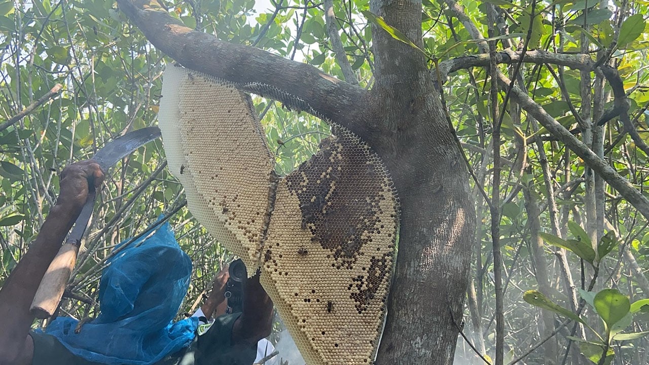 মৌসুম শুরুর আগেই সুন্দরবনের মৌচাক কেটে সাবাড়
