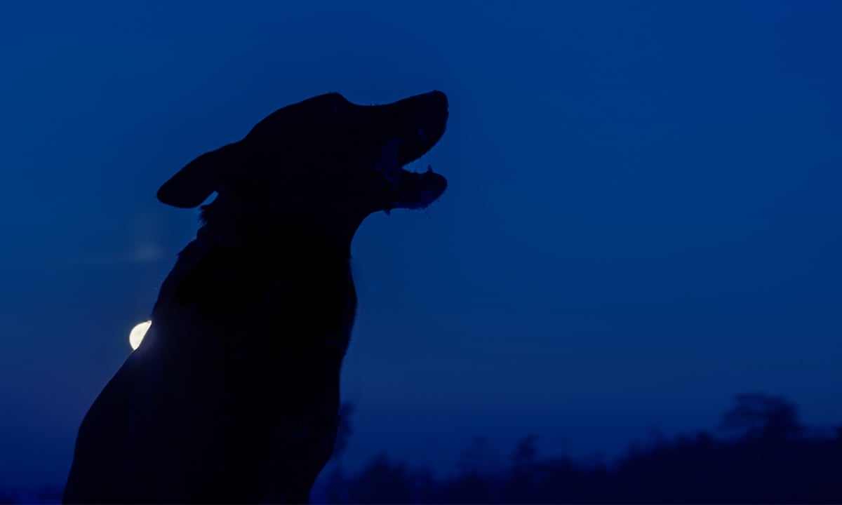 মাঝরাতে কুকুরের ডাক কি অমঙ্গল