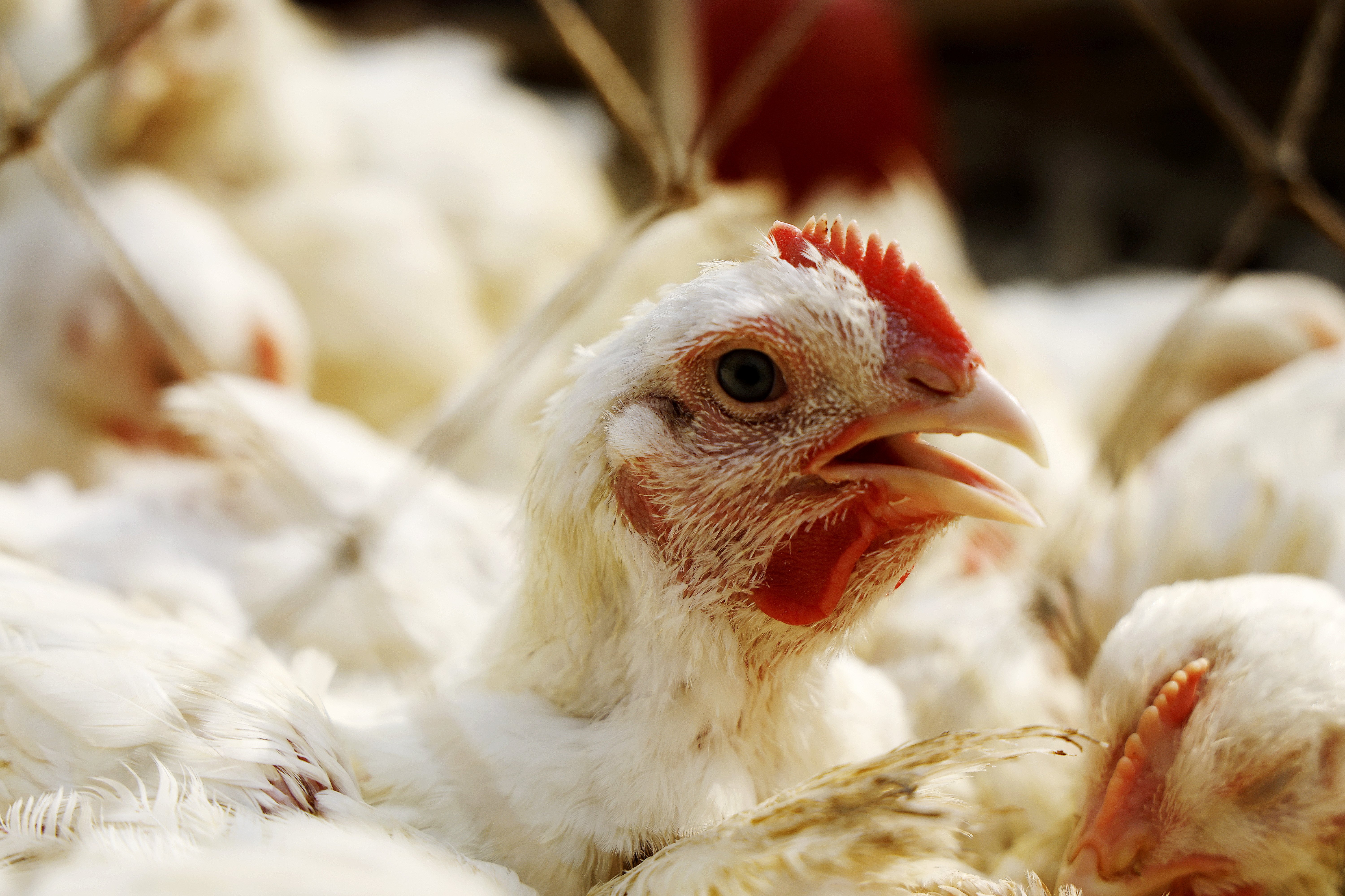 কর ও ফিডের জালে পোল্ট্রি শিল্প