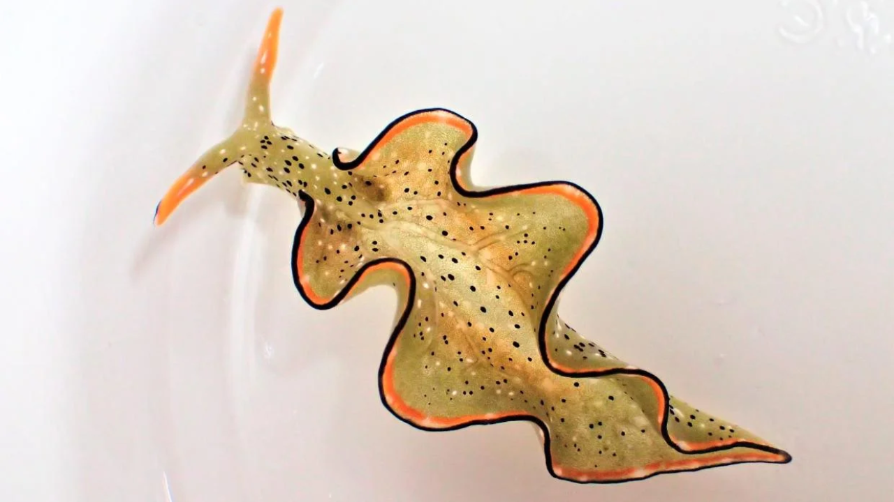 মাথা আলাদা, তবু বেঁচে থাকা: সি স্লাগের বিস্ময়কর পুনর্জন্ম