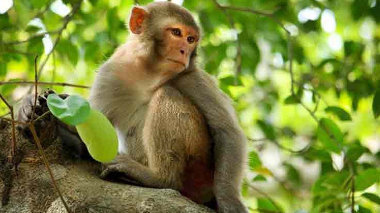 মাটিরাঙায় বানর রক্ষায় ব্যতিক্রমী উদ্যোগ