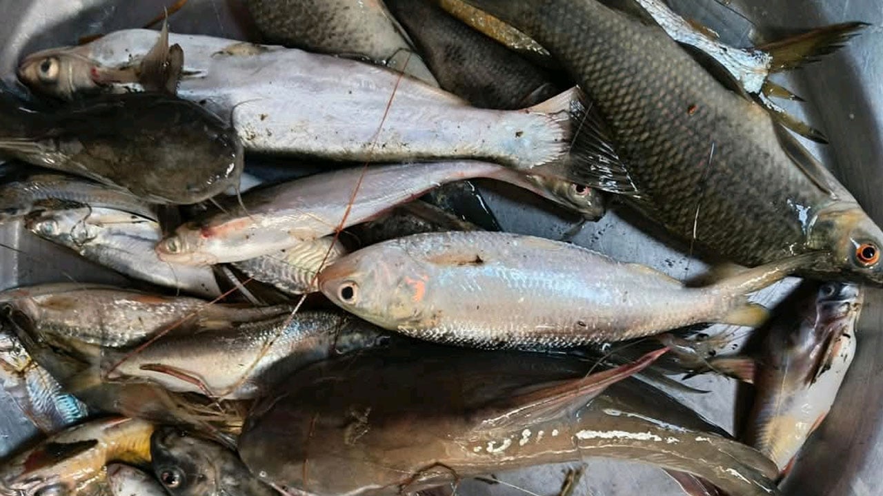 নিকলীর বাজারে দূরদূরান্ত থেকে আসে দেশি মাছ