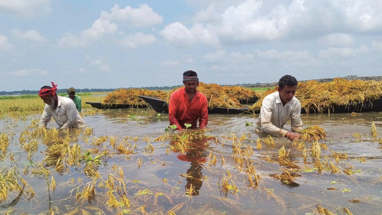 নেত্রকোনায় হাওরে ফসল ডুবে ৩১৩ কোটি টাকার ক্ষতি