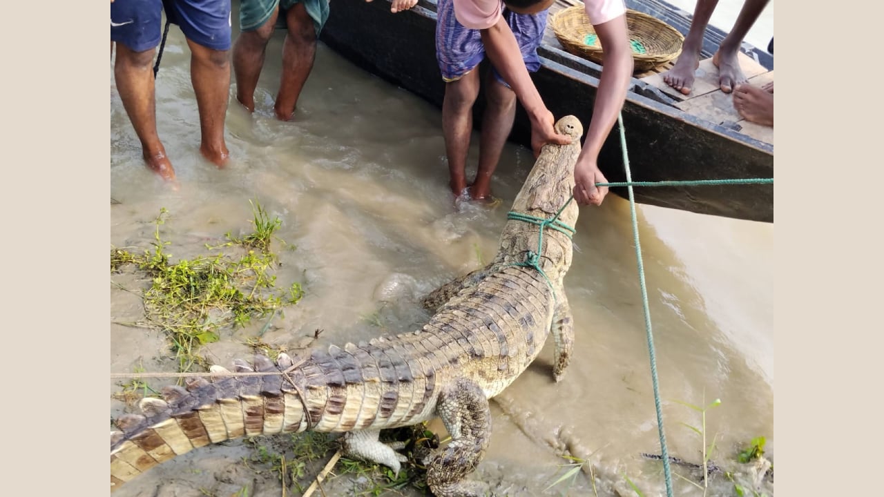 পদ্মায় জেলের বড়শিতে ধরা পড়লো কুমির