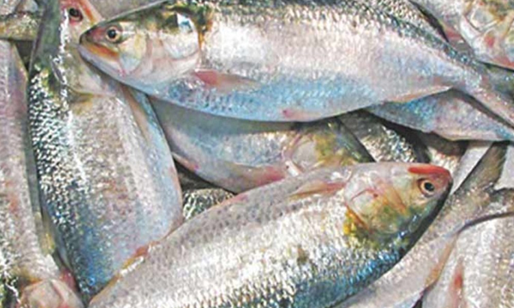 শুভেচ্ছা ইলিশ ভারতে যাবে কিনা, সিদ্ধান্ত প্রধানমন্ত্রীর