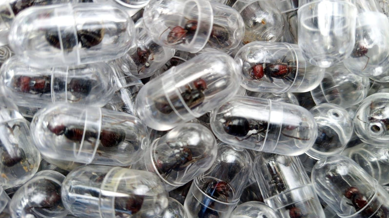 পিঁপড়া পাচারের অভিযোগে কেনিয়ায় চীনা নাগরিককে শাস্তি