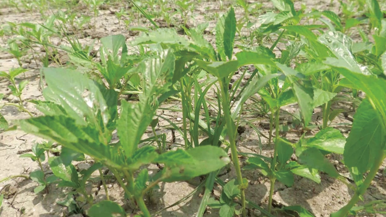 সেচের অভাবে বাড়ছে না পাটের চারা