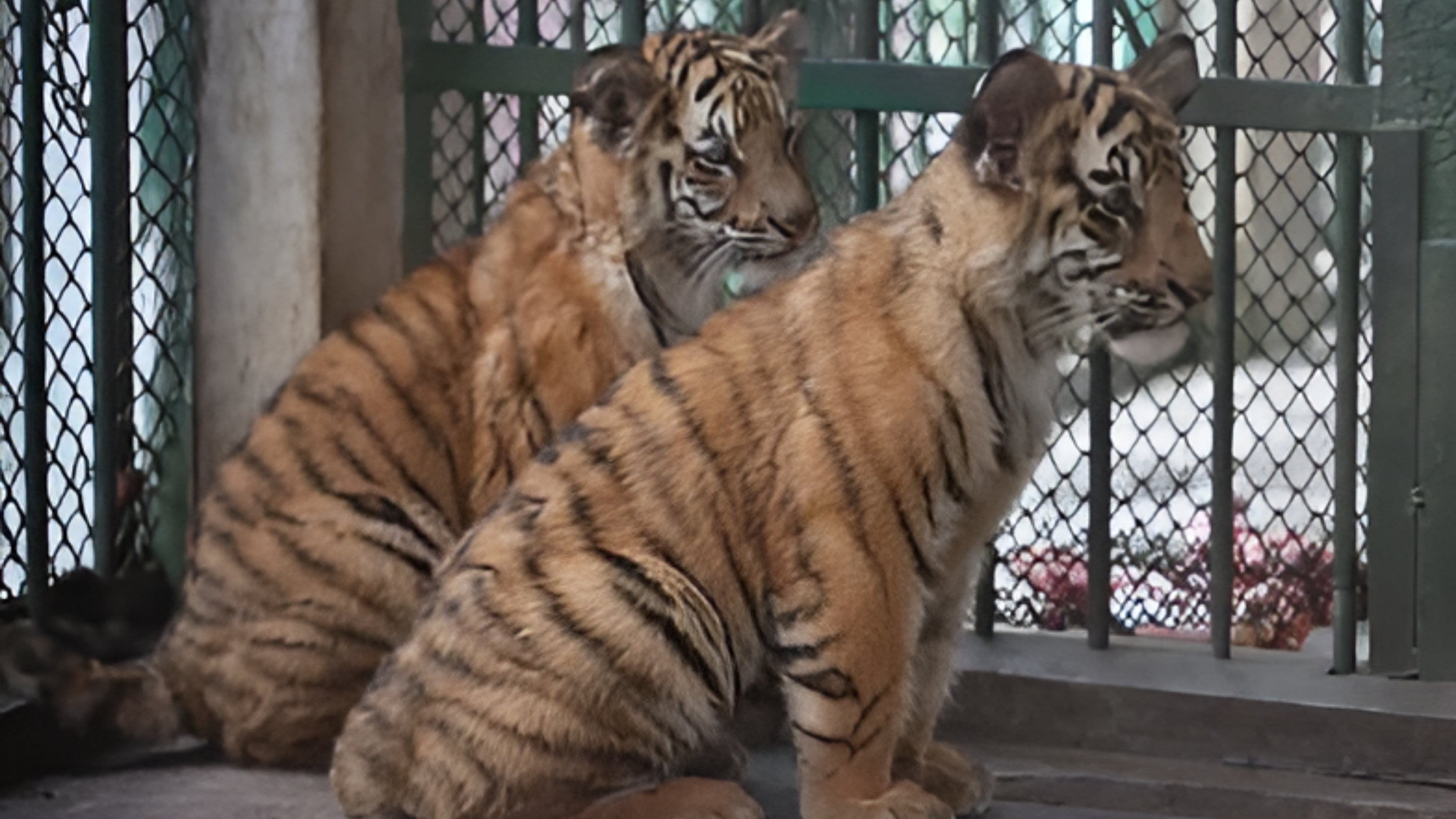 দেড় মাসের চিকিৎসা শেষে ফিরেছে ‘রাজা’ ও ‘রানি’