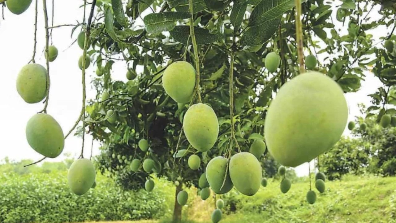 রাজশাহীর ‘আম ক্যালেন্ডার’ ঘোষণা