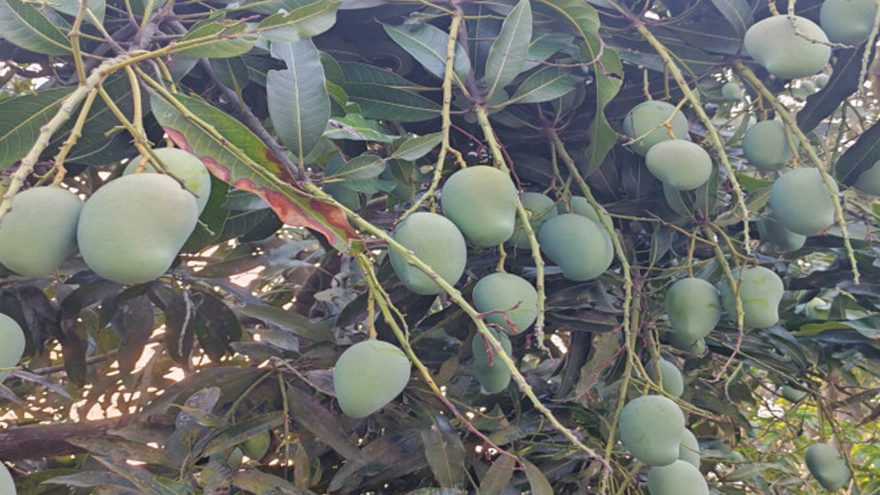 রাজশাহীতে আম পাড়া শুরু