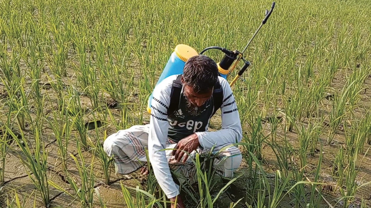 রংপুরে ডিজেল সংকট: সেচের অভাবে ধান খেত ফেটে চৌচির