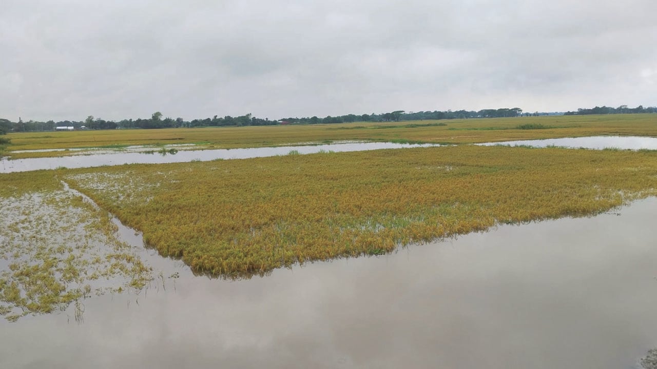 ‘সব পানির নিচে, এক ছটাক ধানও ঘরে তুলতে পারিনি’