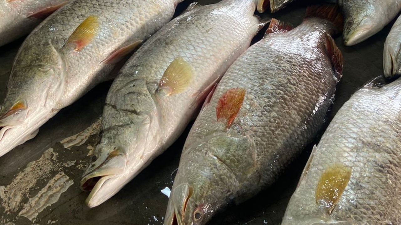 সাগরে ধরা পড়লো বিশাল আকারের ৪০ কোরাল