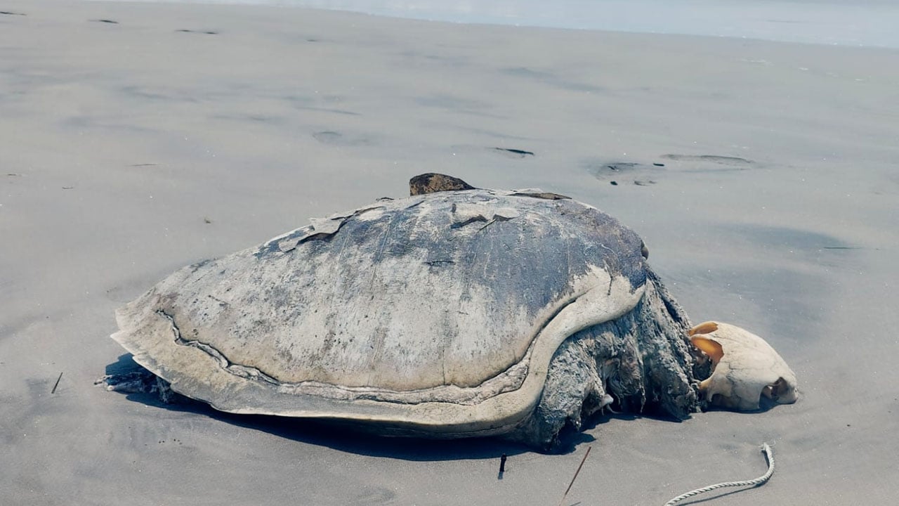 সৈকতে ভেসে এলো বিপন্ন প্রজাতির মৃত কচ্ছপ