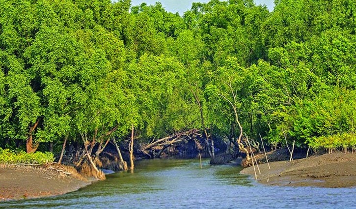 তিন মাসের জন্য সুন্দরবনে প্রবেশে নিষেধাজ্ঞা  