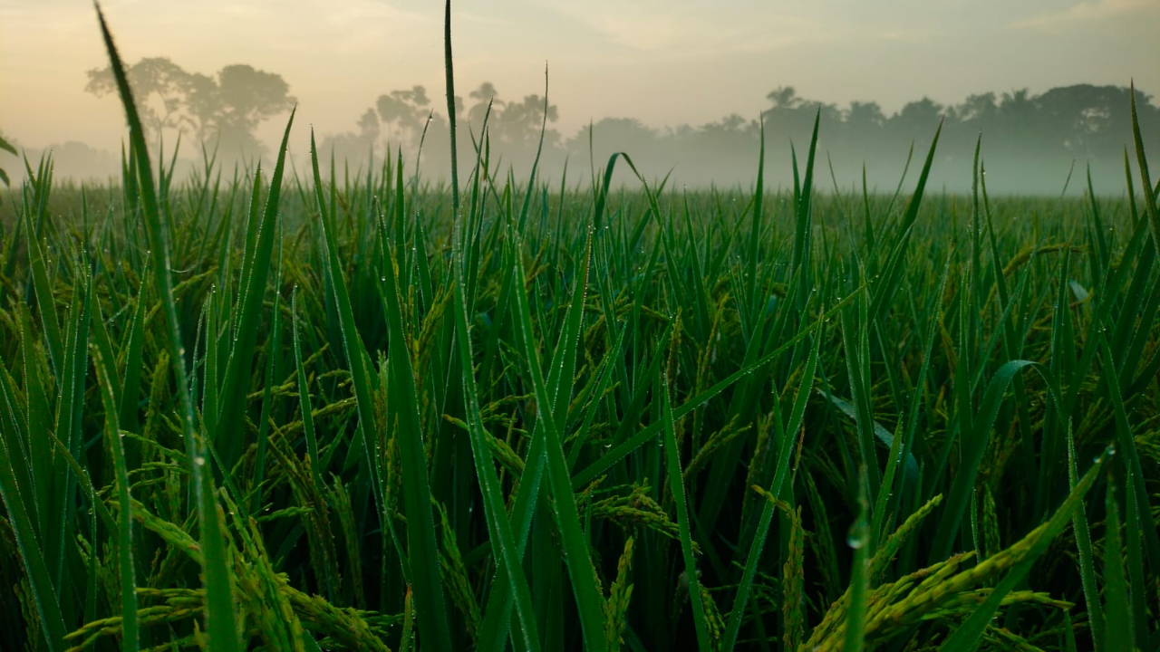 কুয়াশার নরম আবরণে ঘেরা ধানের শীষে জমে থাকা শিশিরের বিন্দু।