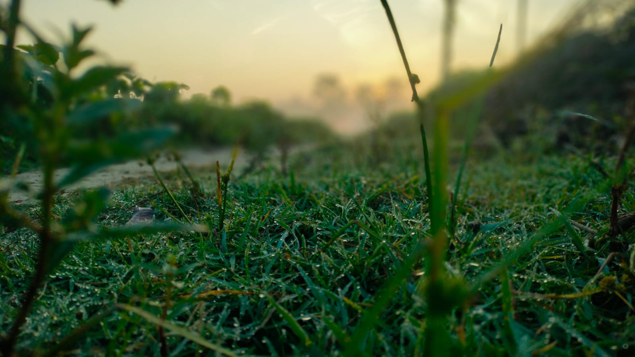 গ্রামের মেঠোপথে ঘাসের ওপর জমে থাকা শিশিরের বিন্দু, সূর্যের প্রথম আলোয় চিকচিক করে উঠছে প্রকৃতির অলংকার।
