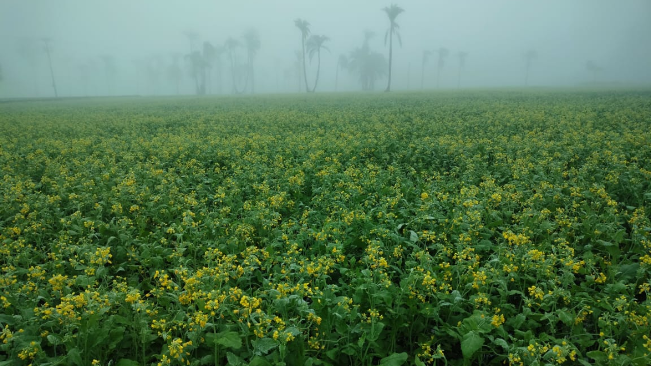 হলুদ সরিষার ক্ষেতে কুয়াশার নরম ছোঁয়া, দূরে সারি সারি খেজুর গাছ কুয়াশার ভেতর দাঁড়িয়ে আছে পাহারাদারের মতো।