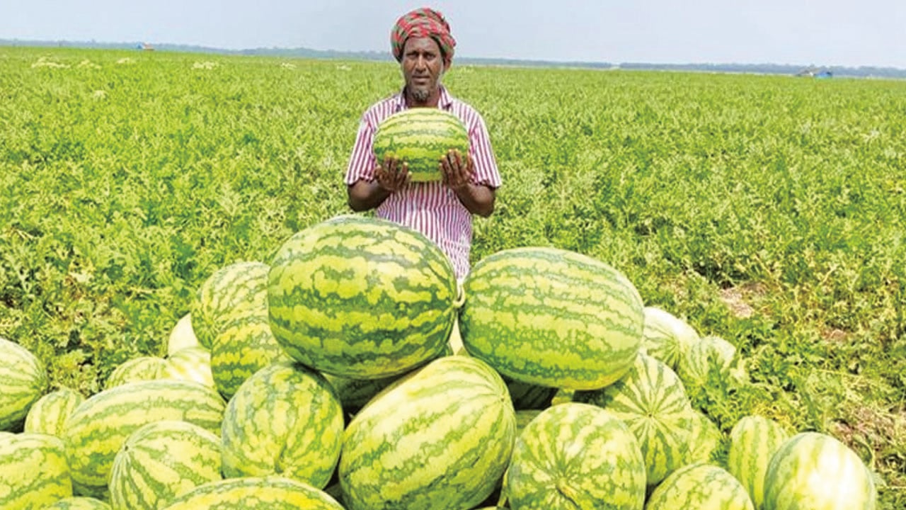 ভালো ফলনেও তরমুজের দাম চড়া
