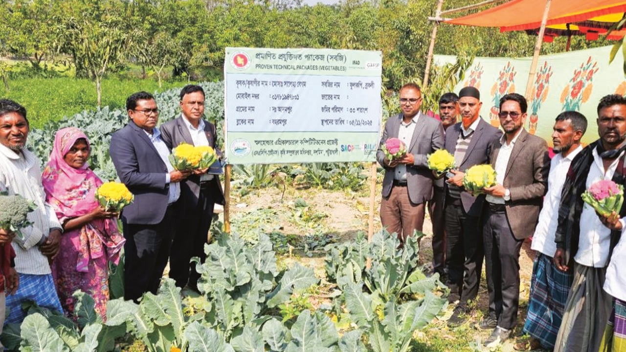 রঙিন ফুলকপি চাষে সাড়া ফেলেছেন সালেহা