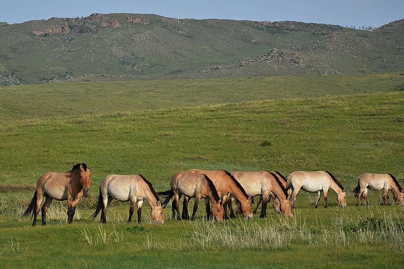 wild-horse